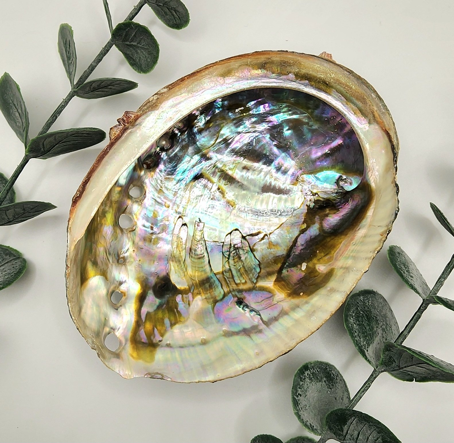 Abalone Shells -4in